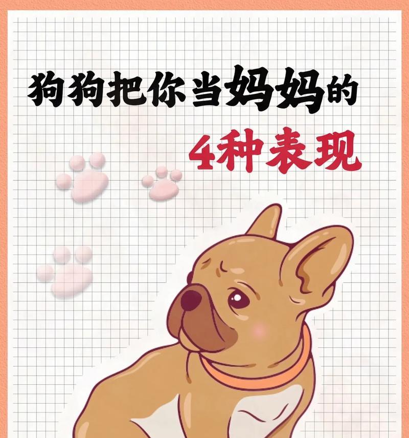 揭秘家狗狗的五大最爱活动（当你不在家时，狗狗最喜欢做这五件事）