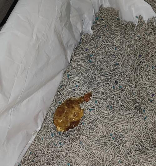 猫咪拉肚子的治疗与预防（了解拉肚子的原因及正确应对方式，保护猫咪健康）