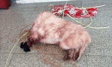 狗狗吐血的原因及相关注意事项（吐血颜色对病情的重要指示）