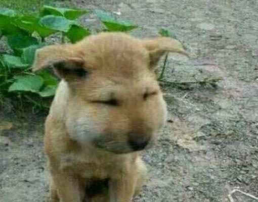 狗狗散步突然停下的4个原因（解读狗狗停下脚步背后的原因，让你更了解你的忠实伙伴）