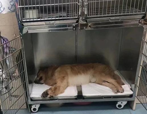 狗狗突然不吃东西了，你应该怎么办？（如何调整狗狗的饮食习惯）