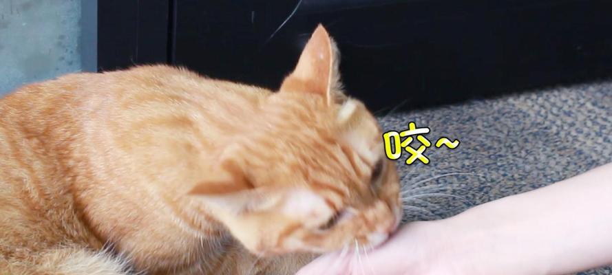 猫咪咬人的四个原因及撸猫前的考虑（保护自己与猫咪的安全与和谐）