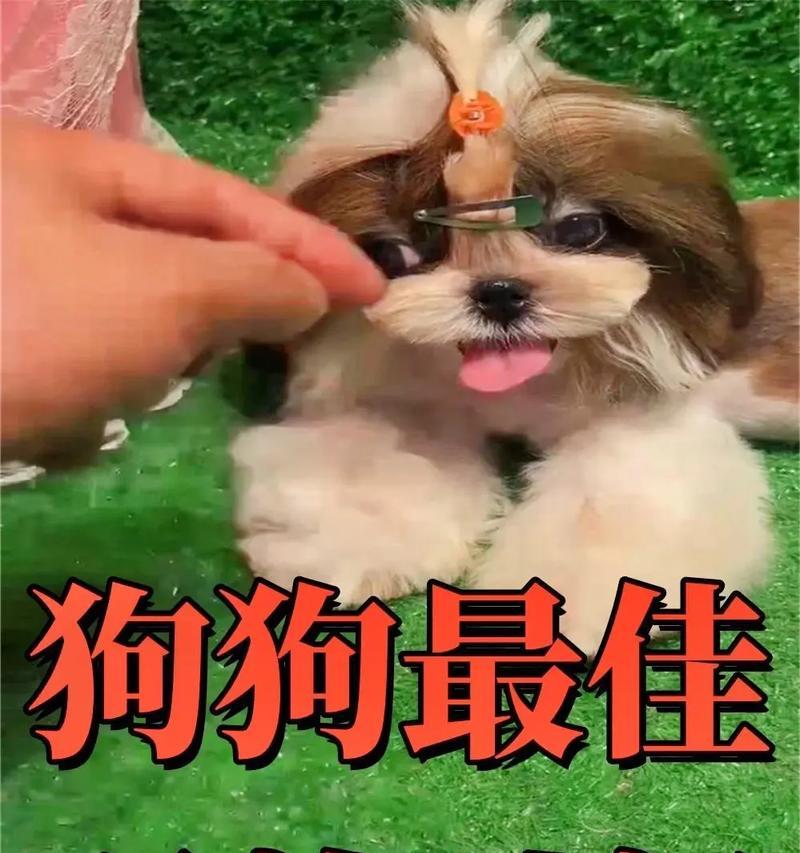 科学喂养狗狗，每天几顿饭最合适？（根据年龄定餐数，让狗狗健康快乐成长）