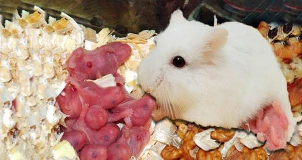母仓鼠为何会食子？如何避免母仓鼠食子行为发生？（探究母仓鼠食子行为的原因与预防方法）