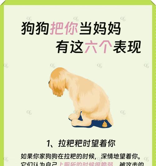 狗狗的离开方式及对它们的影响（从主人的角度看待狗狗离开的选择）