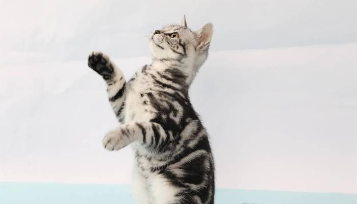 猫胰腺炎的综合防治措施（解决猫厌食、呕吐、腹泻的有效方法）