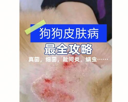 狗狗常见的皮肤病症状特点及治疗方法（了解狗狗常见皮肤问题的发病原因与治疗方法，守护它们的健康）