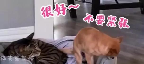 猫狗大战（探究狗为何打不过猫的原因，从行为和体质两方面分析）