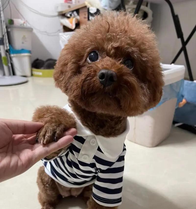 养泰迪犬的6个要点，培养聪明健康的狗（养泰迪犬，打造聪明健康的伴侣犬）