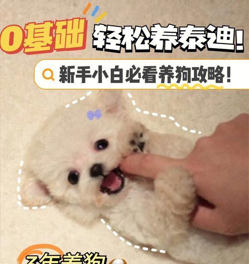 科学养狗，关注七大注意项（做好这七个方面，让你的狗狗健康快乐）