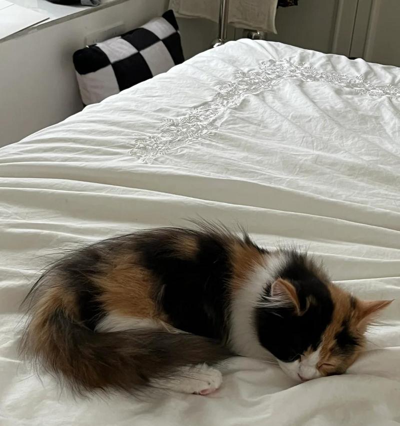 猫咪哮喘（探究猫咪哮喘的症状及治疗方法）