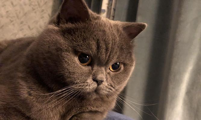 揭秘猫咪不掉毛的秘密（猫咪掉毛与主人护理的关系）