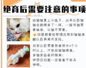 老年猫咪是否适合绝育？（探讨老年猫咪绝育的利与弊）