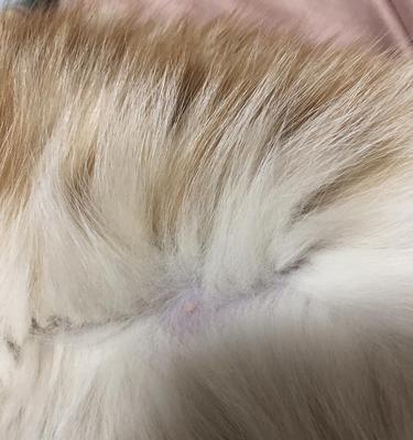 揭秘猫咪身上的小包（解析猫咪体内产生的囊肿，了解疾病及预防）