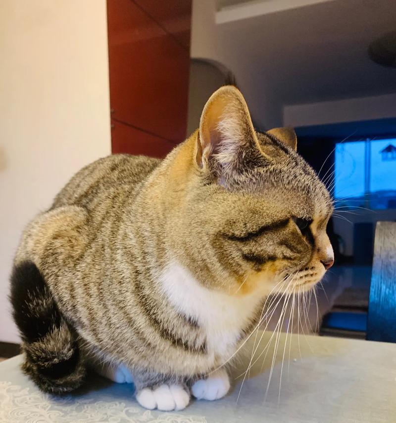 探究猫胡子变白的原因（揭秘猫胡子变白的五个关键原因及其影响）