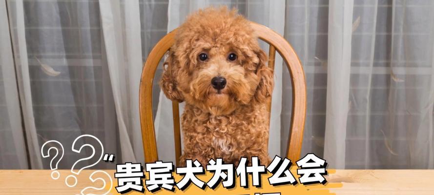 新手养宠（新手必收藏，教你如何给泰迪狗幼犬提供健康饮食）
