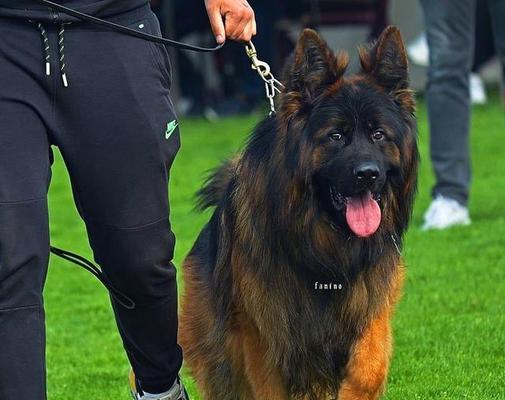德国牧羊犬内斗（探索德国牧羊犬血统分歧，内斗中的纠葛）