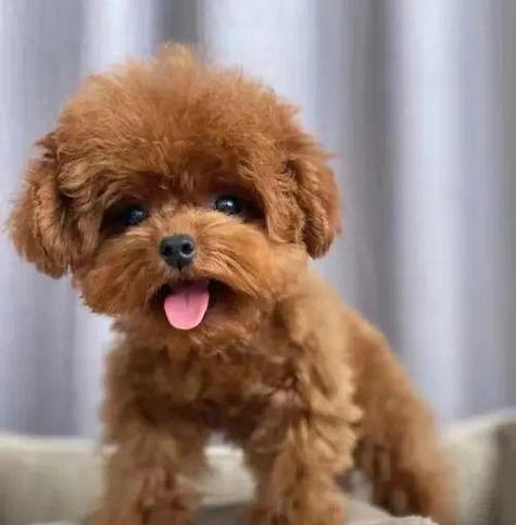 泰迪犬的最爱美食大公开（揭秘泰迪犬的5种人间美味，让你的宠物吃得更开心）