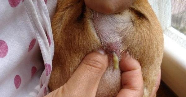 揭秘狗狗身上的臭味之谜（了解臭味来源，让狗狗更清新自然）