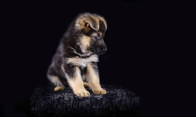 德国牧羊犬骨质增生问题的解决方案（探索原因并给予有效治疗）