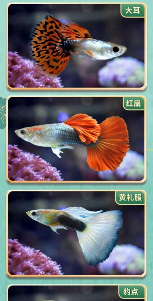 混养孔雀鱼的观赏鱼有哪些选择？（适宜混养观赏鱼的孔雀鱼品种详解）