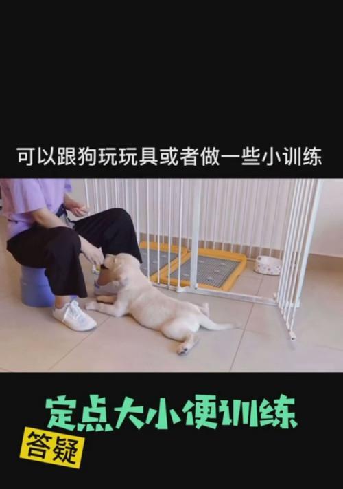 如何训练狗狗正确大小便（解决狗狗随地大小便问题的有效方法）