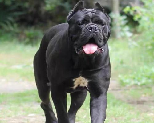 如何做好卡斯罗犬的养护工作？（关键是细心呵护）