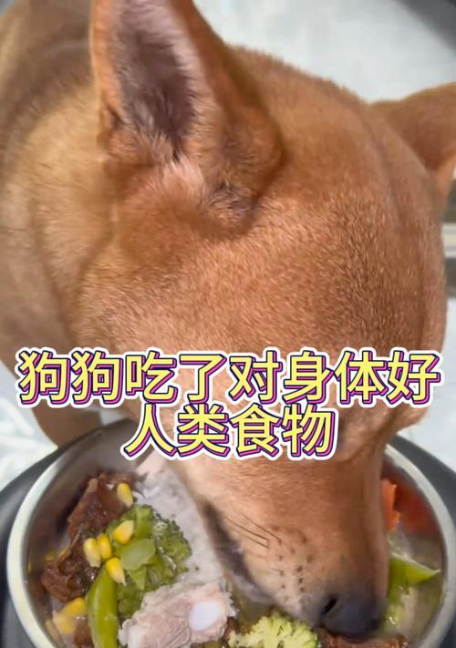 选择适合狗狗的食物，宠物健康由此开始（了解狗狗食物的种类和营养需求，让您的宠物健康成长）