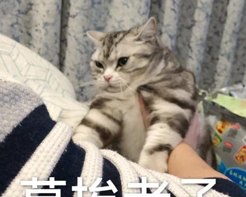 揭秘猫咪洗脸的四大因素（为什么猫咪如此热衷于洗脸？探寻秘密）