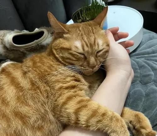 猫咪行为的暗示（掌握猫咪的语言，发现它生病的关键）