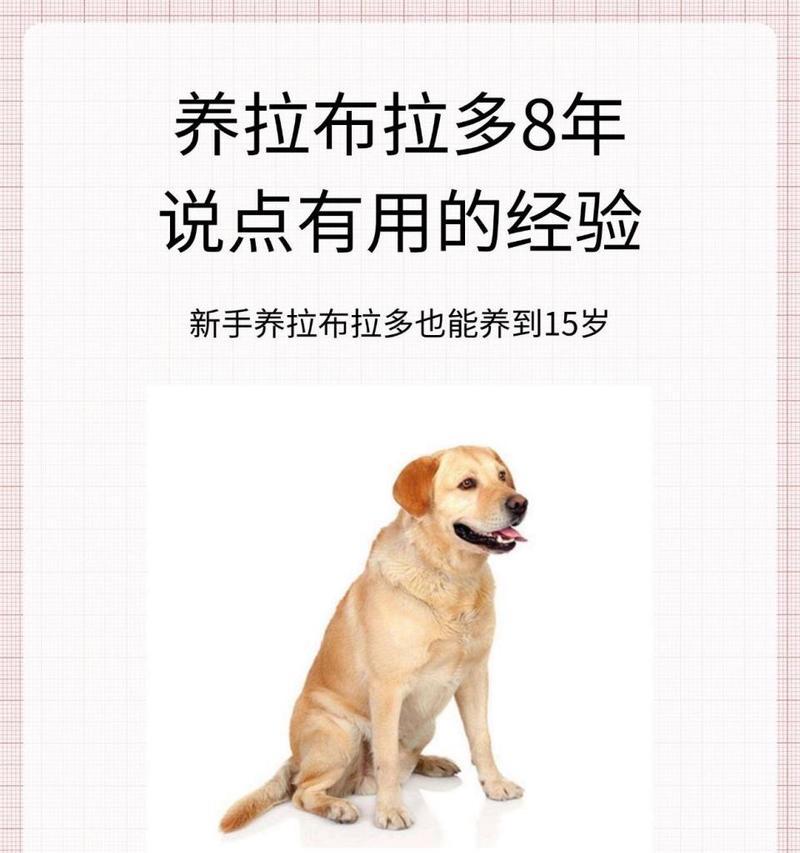 养狗必备的食物，改善毛发和身体健康的秘诀（解决狗狗毛发问题，提供全方位的营养补给）