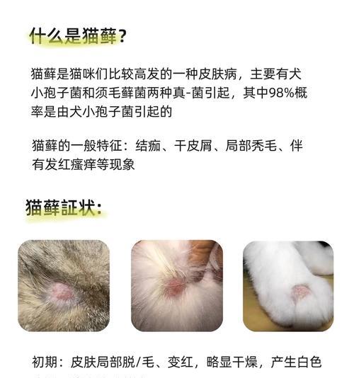 宠物猫癣对人是否具有传染性？（如何做好宠主防护措施）