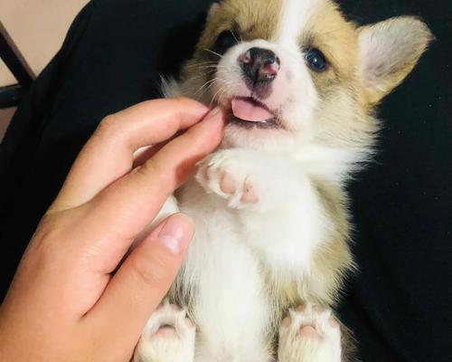 小狗满月后的适宜食物（新手喂养幼犬的方式指南）