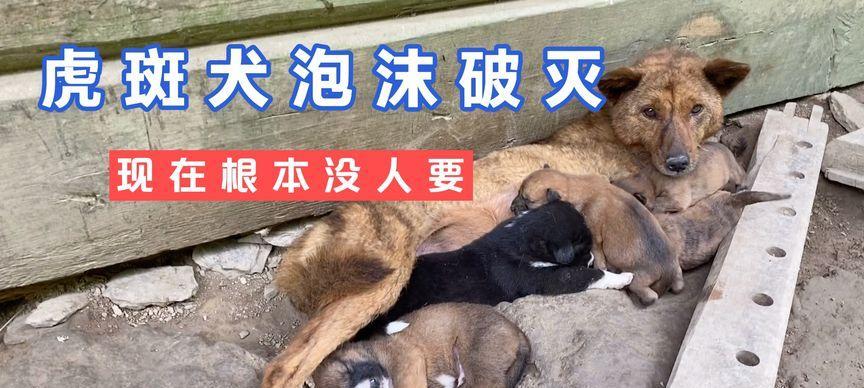 农村狗晚上不停叫唤的实情解析（老猎人告诉你为什么农村狗晚上会不停叫唤）