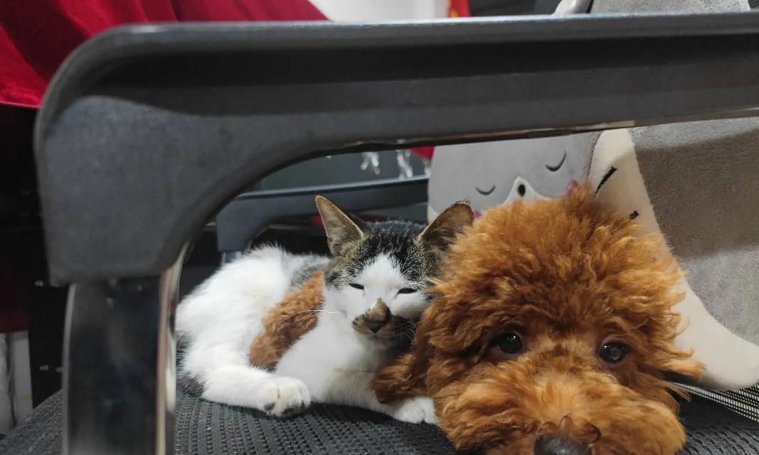 和谐相处的猫狗共生品种推荐（猫狗共处的宝贝们，让爱犬和喵星人和谐相处）