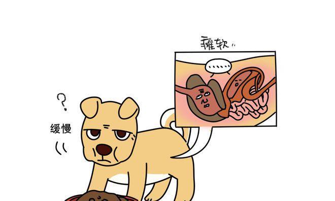 狗狗为什么不吃饭？（肉类饮食是否导致食欲不振？）