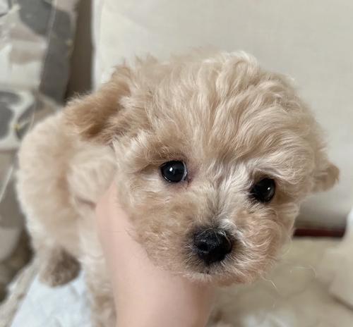 如何科学喂养和安全度过泰迪的幼年时期（一月龄泰迪如何健康成长）