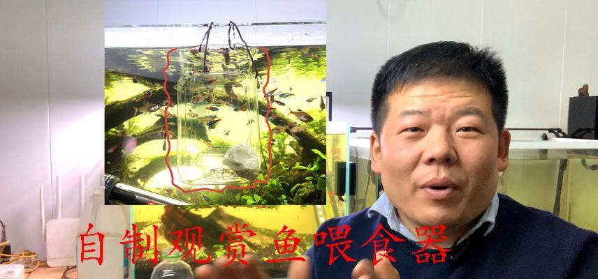 观赏鱼幼苗的饲养禁忌（哪些观赏鱼不适合作为食用品种）