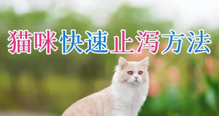 猫咪腹泻的病因及对症治疗（了解常见的猫咪腹泻病因，采取适当措施缓解腹泻）