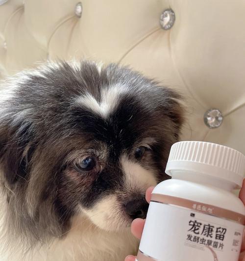 老年犬的饮食指南（喂养老年犬的科学方法和适宜食物）
