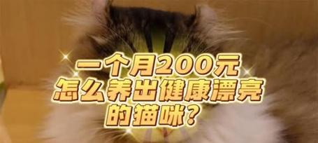 养一只健康长寿的猫咪的关键是什么？（从12个月到8岁，你需要知道的养猫秘籍）