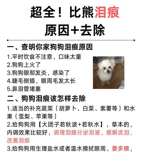 狗狗眼睛的6种情况，主人要多加注意了！（保护你的狗狗免受眼部问题困扰）