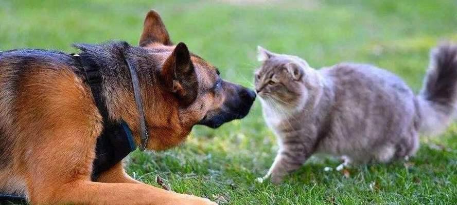 猫狗打架，为何狗总是输？（揭秘猫狗打架现象，探寻四大原因）