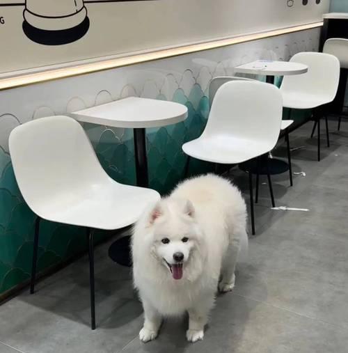 饲养萨摩耶犬的正确方法（萨摩耶犬养护指南，健康快乐的生活方式）