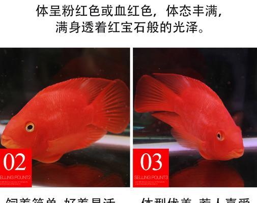 混养银龙鱼和鹦鹉鱼的喂食要求（了解混养银龙鱼和鹦鹉鱼的饮食习惯，保持均衡的饮食摄入）