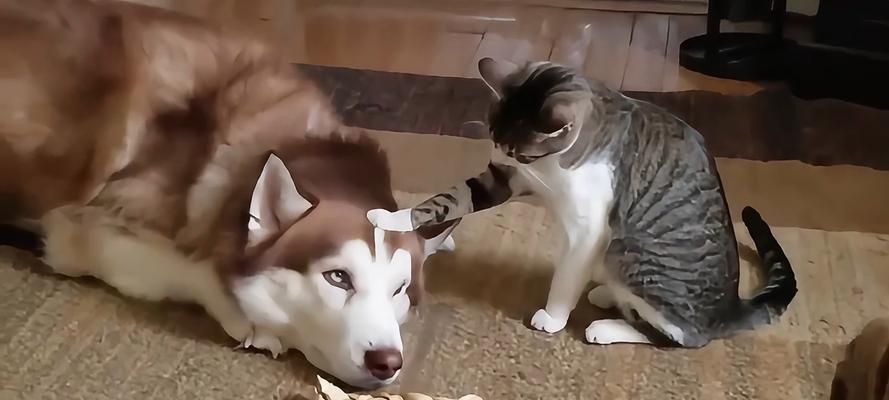 如何让猫咪和狗狗初次见面互相认识？（成功引导宠物间友好相处的关键方法）