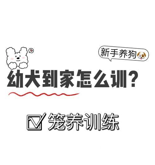 培养可爱小狗的6个训练要点（从小教导最简单，让小狗成为你的好伙伴）