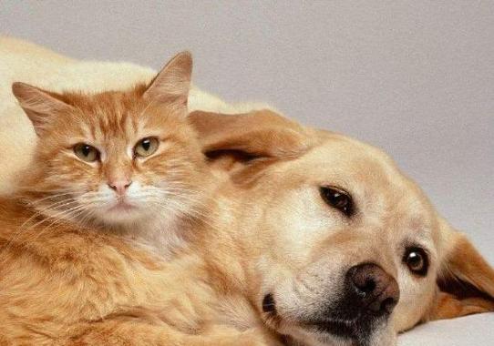 猫狗共处之难（选择合适的宠物伙伴，让猫狗和谐相处）