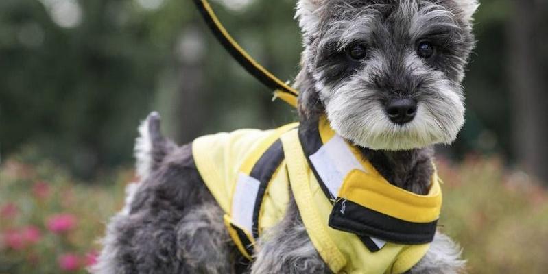 雪纳瑞幼犬毛色的鉴别及特点解析