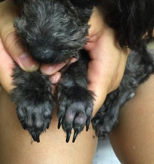 泰迪犬舔爪子的四大原因解析（揭秘泰迪犬舔爪子的真相，生病、行为还是习惯？）